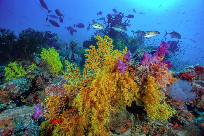 Framed Print : Yellow, orange and magenta soft corals (Chironephthya sp)