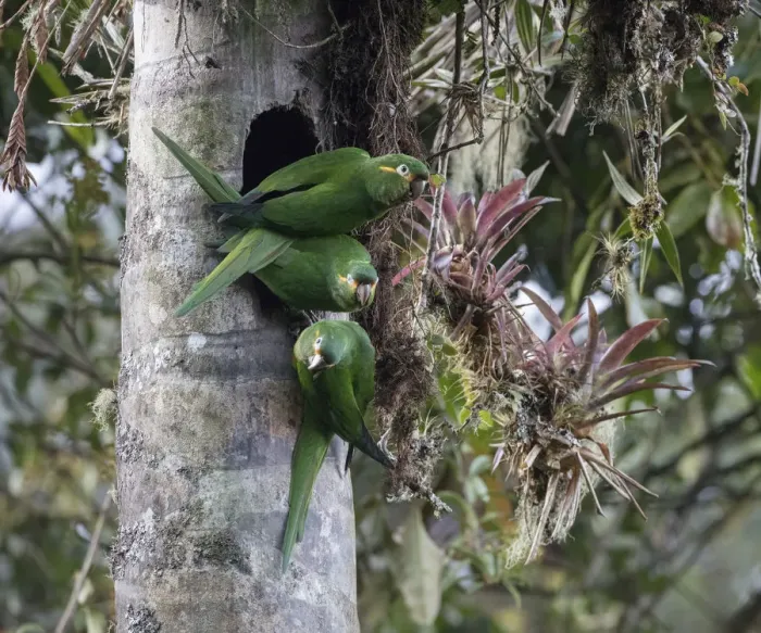 Framed Print : Yellow-plumed parakeets (Leptosittaca branickii) at nest cavity in wax palm stump Framed Print : Yellow-plumed parakeets (Leptosittaca branickii) at nest cavity in wax palm stump