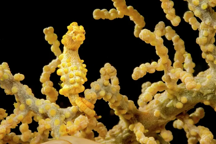 Framed Print : Yellow pygmy seahorse (Hippocampus bargibanti) camouflaged among soft coral, Philippines, Philippine Sea Framed Print : Yellow pygmy seahorse (Hippocampus bargibanti) camouflaged among soft coral, Philippines, Philippine Sea