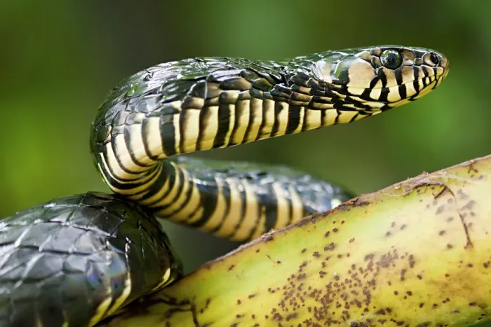 Framed Print : Yellow rat snake (Spilotes pullatus) portrait, Otongachi, Santo Domingo de los Tsachilas Framed Print : Yellow rat snake (Spilotes pullatus) portrait, Otongachi, Santo Domingo de los Tsachilas