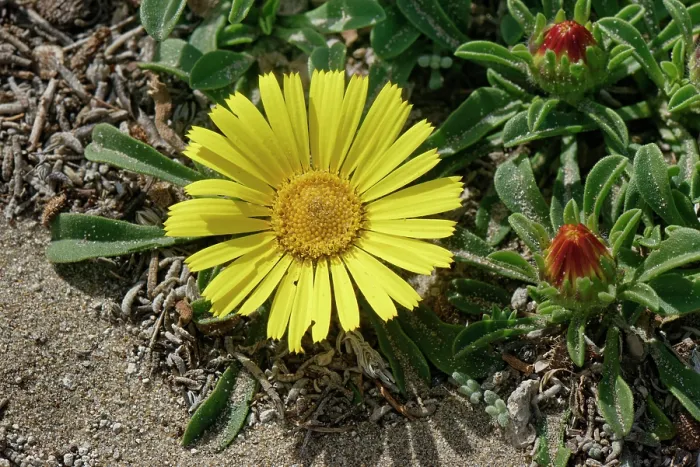 Framed Print : Yellow sea daisy (Asteriscus maritimus) flowering on coastal sand dunes, Cabo de Gata-Nijar Natural Park, Almeria, Spain. March Framed Print : Yellow sea daisy (Asteriscus maritimus) flowering on coastal sand dunes, Cabo de Gata-Nijar Natural Park, Almeria, Spain. March