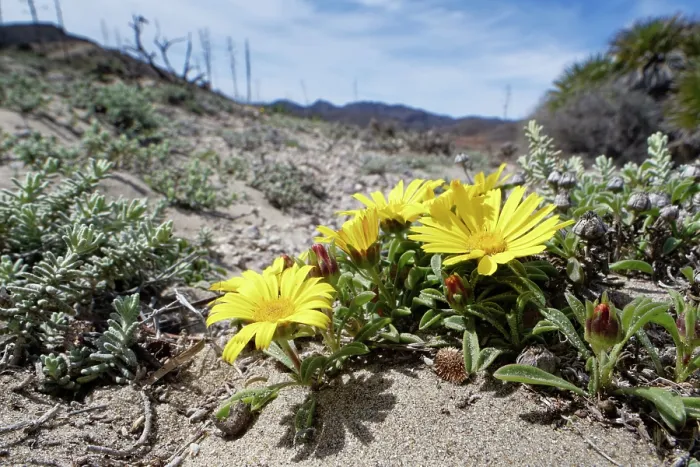 Framed Print : Yellow sea daisy (Asteriscus maritimus) flowering on coastal sand dunes, Cabo de Gata-Nijar Natural Park, Almeria, Spain. March Framed Print : Yellow sea daisy (Asteriscus maritimus) flowering on coastal sand dunes, Cabo de Gata-Nijar Natural Park, Almeria, Spain. March