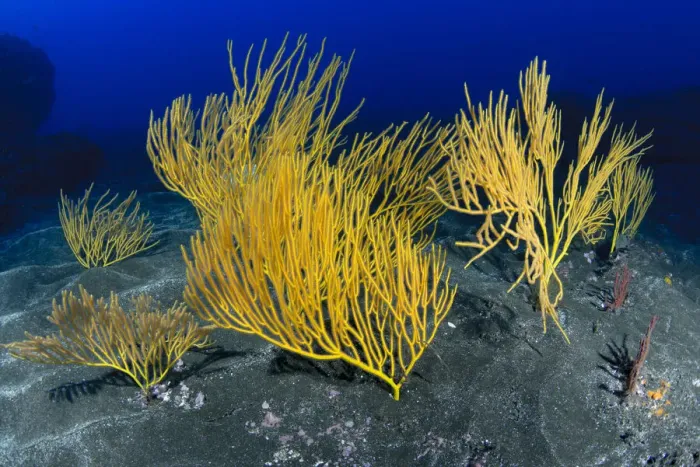 Framed Print : Yellow seafan (Leptogorgia viminalis) La Gomera, Canary Islands Framed Print : Yellow seafan (Leptogorgia viminalis) La Gomera, Canary Islands