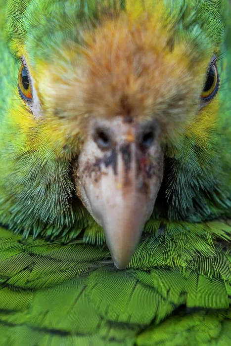 Framed Print : Yellow-shouldered amazon (Amazona barbadensis) head portrait. One of 30 indviduals that has been confiscated from smugglers Framed Print : Yellow-shouldered amazon (Amazona barbadensis) head portrait. One of 30 indviduals that has been confiscated from smugglers