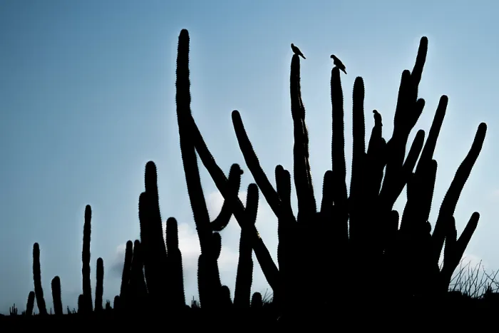 Framed Print : Three Yellow-shouldered amazons (Amazona barbadensis) perched on top of Mexican organ pipe cactus (Stenocereus griseus) silhouetted at dusk Framed Print : Three Yellow-shouldered amazons (Amazona barbadensis) perched on top of Mexican organ pipe cactus (Stenocereus griseus) silhouetted at dusk