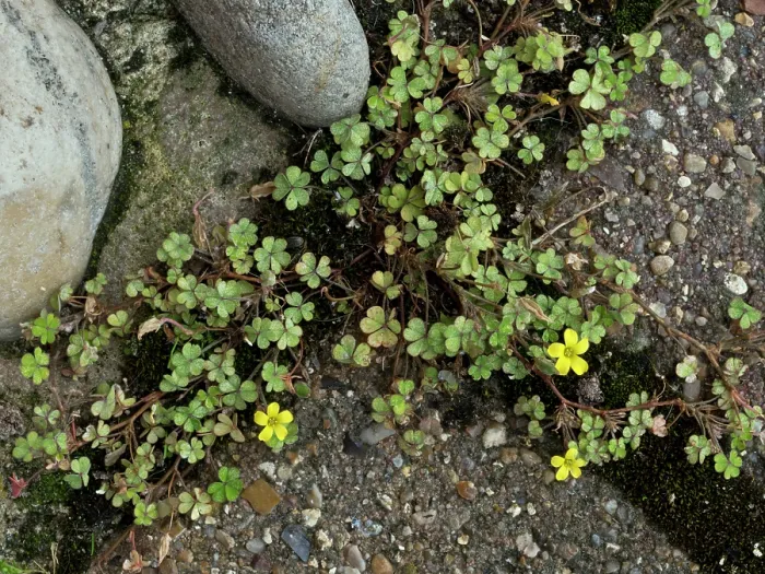 Framed Print : Least yellow-sorrel (Oxalis exilis) in flower on pavement, near Greenland Dock, Surrey, England, UK. September Framed Print : Least yellow-sorrel (Oxalis exilis) in flower on pavement, near Greenland Dock, Surrey, England, UK. September