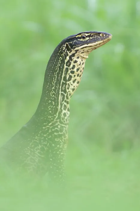 Framed Print : Yellow-spotted monitor (Varanus panoptes) looking out from a high point on the Adelaide River floodplain, Northern Territory, Australia Framed Print : Yellow-spotted monitor (Varanus panoptes) looking out from a high point on the Adelaide River floodplain, Northern Territory, Australia