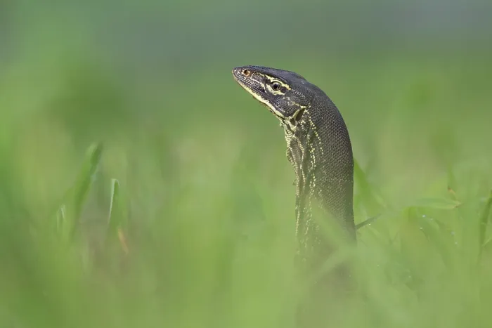 Framed Print : Yellow-spotted monitor (Varanus panoptes) peering up from long grass, Adelaide River floodplain, Northern Territory, Australia Framed Print : Yellow-spotted monitor (Varanus panoptes) peering up from long grass, Adelaide River floodplain, Northern Territory, Australia