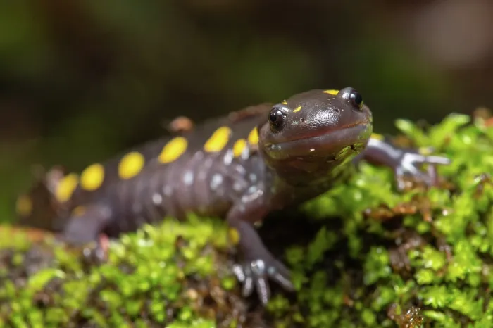 Framed Print : Yellow-spotted salamander (Ambystoma maculatum) resting on moss near vernal pool, New Brunswick, Canada. May Framed Print : Yellow-spotted salamander (Ambystoma maculatum) resting on moss near vernal pool, New Brunswick, Canada. May