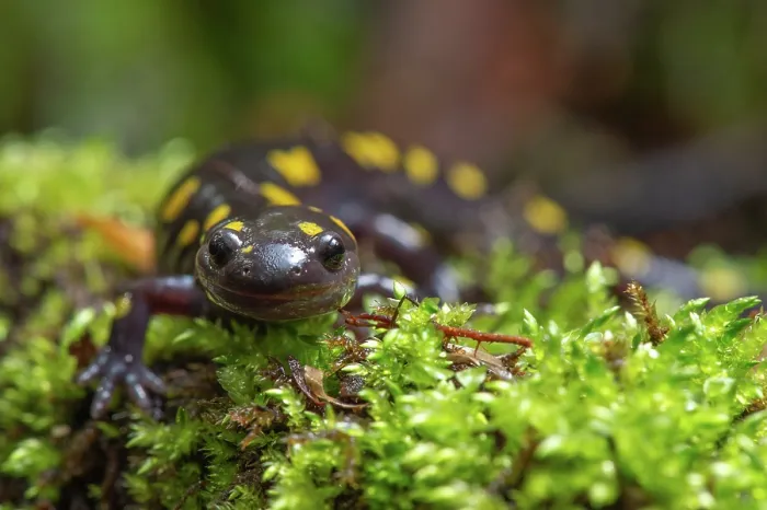 Framed Print : Yellow-spotted salamander (Ambystoma maculatum) resting on moss near vernal pool, New Brunswick, Canada. May Framed Print : Yellow-spotted salamander (Ambystoma maculatum) resting on moss near vernal pool, New Brunswick, Canada. May
