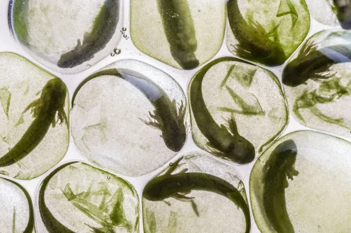 Framed Print : Yellow-spotted salamander eggs (Ambystoma maculatum) showing symbiosis with green algae Framed Print : Yellow-spotted salamander eggs (Ambystoma maculatum) showing symbiosis with green algae