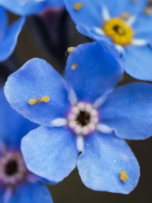 Framed Print : Yellow springtails (Symphypleona) on Forget-me-not flower (Myosotis) Zillertal Alps Framed Print : Yellow springtails (Symphypleona) on Forget-me-not flower (Myosotis) Zillertal Alps