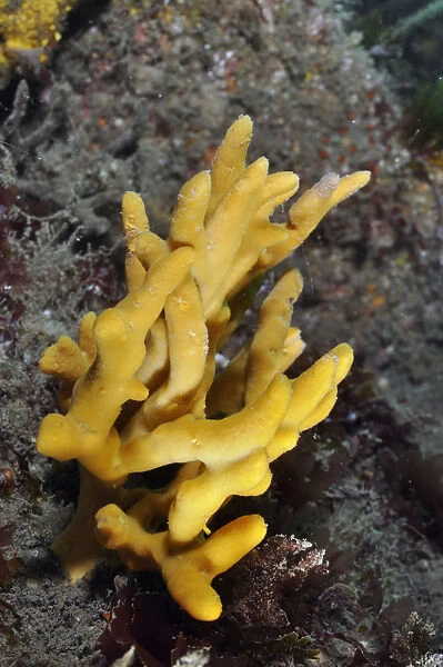 Yellow staghorn sponge (Axinella dissimilis), Lundy Island Marine Conservation Zone