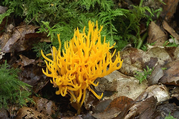 Yellow stagshorn fungus {Calocera viscosa} Annagarriff Wood Peatlands, Co. Armagh