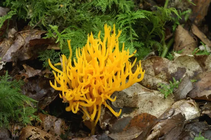 Framed Print : Yellow stagshorn fungus {Calocera viscosa} Annagarriff Wood Peatlands, Co. Armagh Framed Print : Yellow stagshorn fungus {Calocera viscosa} Annagarriff Wood Peatlands, Co. Armagh