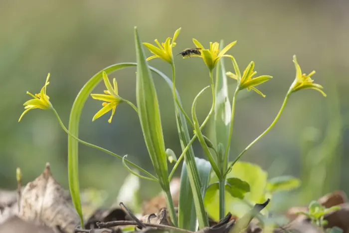 Framed Print : Yellow star of Bethlehem (Gagea lutea) in woodlands of th Schonbrunn Palace in Vienna Framed Print : Yellow star of Bethlehem (Gagea lutea) in woodlands of th Schonbrunn Palace in Vienna