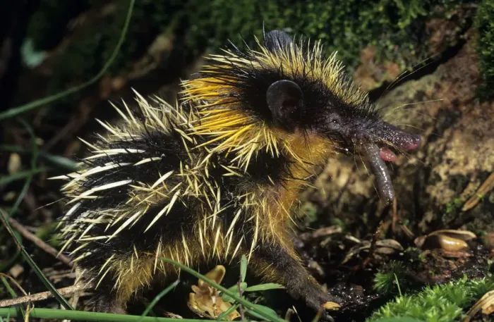 Framed Print : Yellow streaked tenrec (Hemicentetes semispinosum) feeding on a worm, Maroansetra Framed Print : Yellow streaked tenrec (Hemicentetes semispinosum) feeding on a worm, Maroansetra