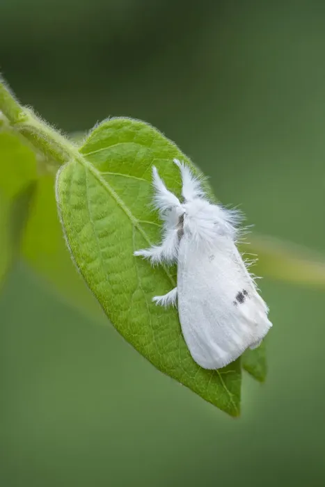 Framed Print : Yellow-tail moth (Euproctis similis) on a leaf, Montiaghs Moss National Nature Reserve, County Antrim, Northern Ireland. July Framed Print : Yellow-tail moth (Euproctis similis) on a leaf, Montiaghs Moss National Nature Reserve, County Antrim, Northern Ireland. July