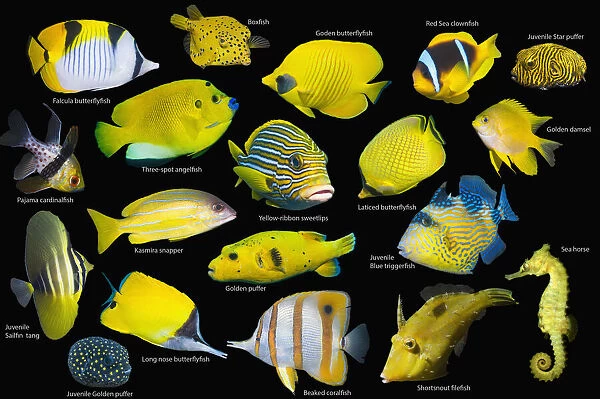 Yellow tropical reef fish composite image on black background, Falcula butterflyfish (Chaetodon falcula), Yellow boxfish (Ostracion cubicus), Golden butterflyfish (Chaetodon semilarvatus), Red Sea clownfish (Amphiprion bicinctus)