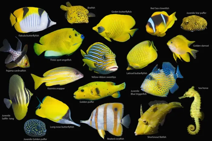 Framed Print : Yellow tropical reef fish composite image on black background, Falcula butterflyfish (Chaetodon falcula), Yellow boxfish (Ostracion cubicus), Golden butterflyfish (Chaetodon semilarvatus), Red Sea clownfish (Amphiprion bicinctus)