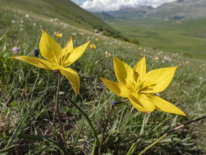 Framed Print : Yellow tulip (Tulipa australis / Tulipa sylvestris ssp australis) Grande, Sibillini Framed Print : Yellow tulip (Tulipa australis / Tulipa sylvestris ssp australis) Grande, Sibillini