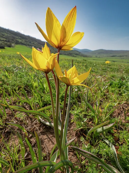 Framed Print : Yellow tulips (Tulipa sylvestris) in flower in grassland, nr. Monte St Angelo, Gargano, Puglia, Italy. April Framed Print : Yellow tulips (Tulipa sylvestris) in flower in grassland, nr. Monte St Angelo, Gargano, Puglia, Italy. April