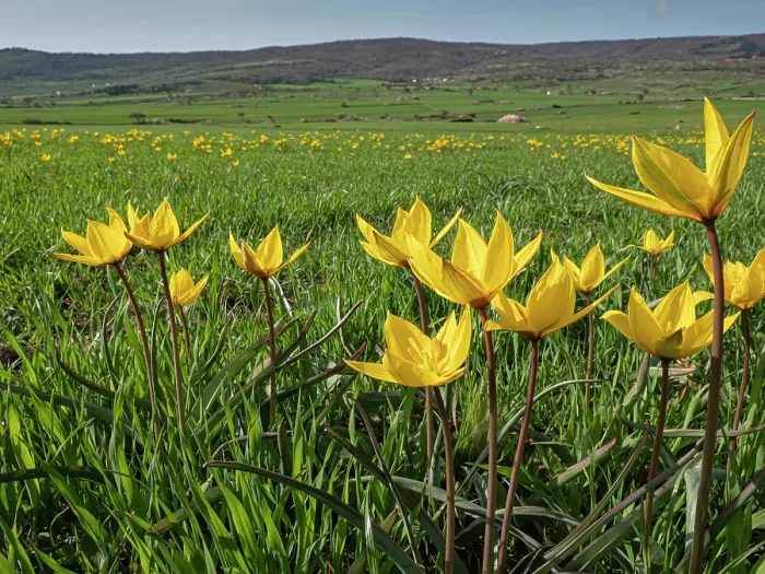 Framed Print : Yellow tulips (Tulipa sylvestris) in flower in grassland, nr. Monte St Angelo, Gargano, Puglia, Italy. April Framed Print : Yellow tulips (Tulipa sylvestris) in flower in grassland, nr. Monte St Angelo, Gargano, Puglia, Italy. April