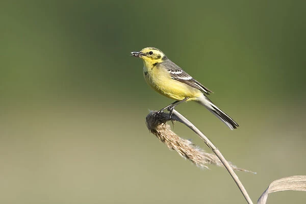 Yellow wagtail (Motacilla flava) adult perched with food for chicks, Lithuania, May 2009