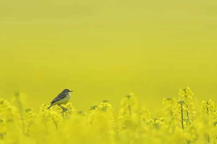 Framed Print : Yellow wagtail (Motacilla flava flavissima) adult female perched in oilseed rape crop Framed Print : Yellow wagtail (Motacilla flava flavissima) adult female perched in oilseed rape crop