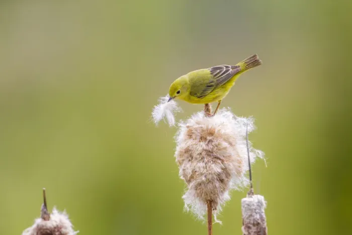 Framed Print : Yellow warbler (Dendroica petechia) collecting nesting material from Bulrush cattail Framed Print : Yellow warbler (Dendroica petechia) collecting nesting material from Bulrush cattail