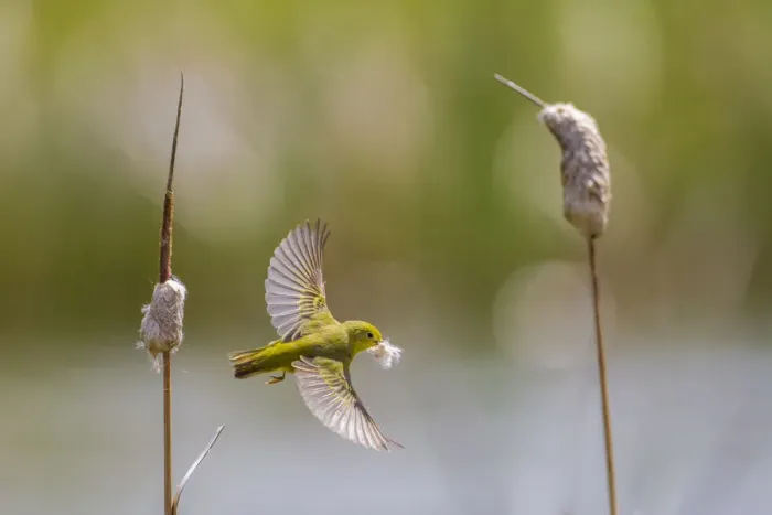 Framed Print : Yellow warbler (Dendroica petechia) collecting nesting material from Bulrush cattail Framed Print : Yellow warbler (Dendroica petechia) collecting nesting material from Bulrush cattail