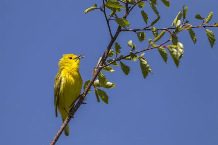 Framed Print : Yellow warbler (Dendroica petechia) male singing. Bozeman, Montana, USA. June Framed Print : Yellow warbler (Dendroica petechia) male singing. Bozeman, Montana, USA. June