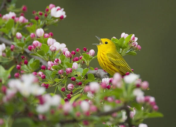 Yellow warbler (Setophaga petechia) male singing while perched on Crabapple (Malus sp