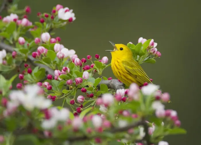 Framed Print : Yellow warbler (Setophaga petechia) male singing while perched on Crabapple (Malus sp Framed Print : Yellow warbler (Setophaga petechia) male singing while perched on Crabapple (Malus sp
