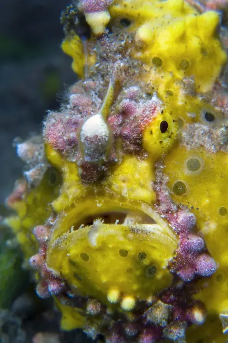 Framed Print : Yellow warty frogfish (Antennarius maculatus) Seraya, Tulamben area, Bali, Indonesia Framed Print : Yellow warty frogfish (Antennarius maculatus) Seraya, Tulamben area, Bali, Indonesia