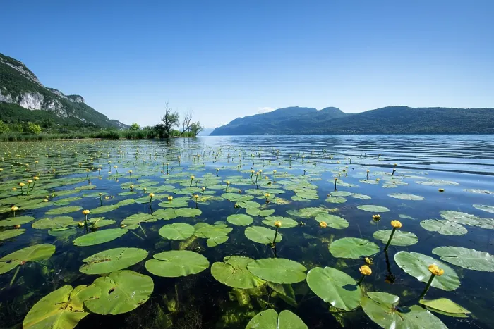 Framed Print : Yellow water lilies (Nuphar lutea) in flower covering the surface of the Bourget lake, Alps, Savoie, France