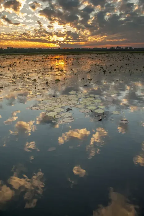 Framed Print : Yellow Waters with Water Lilies (Nymphaeacae) at sunset, South Alligator River, Kakadu Framed Print : Yellow Waters with Water Lilies (Nymphaeacae) at sunset, South Alligator River, Kakadu
