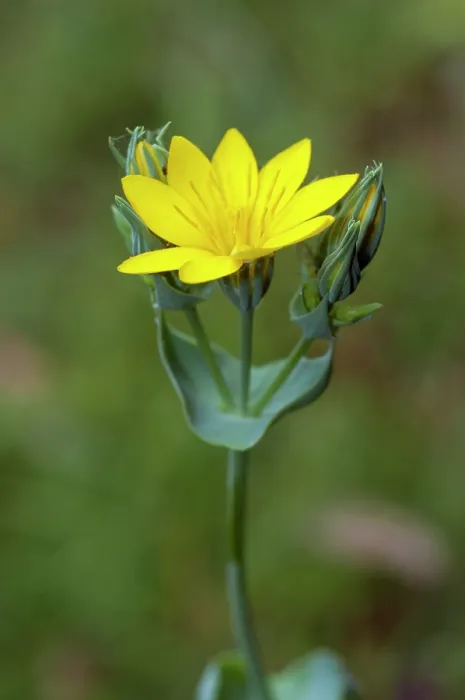 Framed Print : Yellow-wort (Blackstonia perfoliata) in flower, Headley Heath, Surrey, England, UK. June Framed Print : Yellow-wort (Blackstonia perfoliata) in flower, Headley Heath, Surrey, England, UK. June