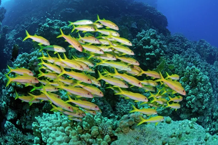 Framed Print : Yellowfin goatfish (Mulloidichthys vanicolensis) school on coral reef, Fury Shoal, Egypt, Red Sea Framed Print : Yellowfin goatfish (Mulloidichthys vanicolensis) school on coral reef, Fury Shoal, Egypt, Red Sea