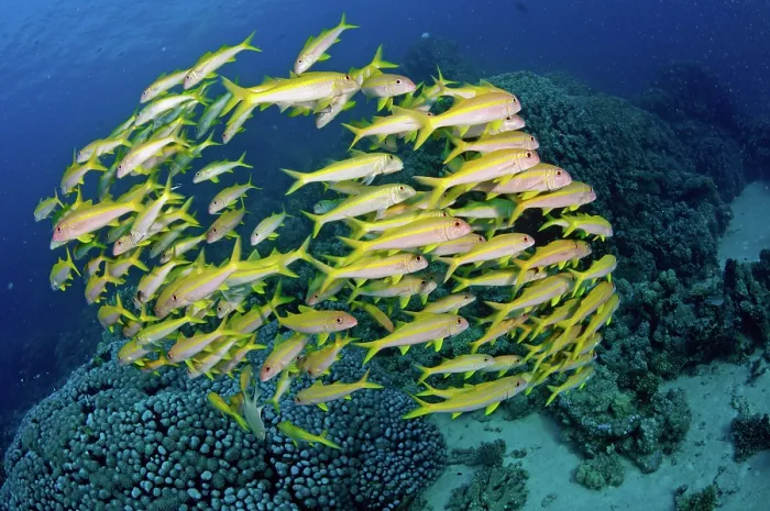 Framed Print : Yellowfin goatfish (Mulloidichthys vanicolensis) shoal schooling over coral reef, Marsa Alam, Egypt, Red Sea, July Framed Print : Yellowfin goatfish (Mulloidichthys vanicolensis) shoal schooling over coral reef, Marsa Alam, Egypt, Red Sea, July