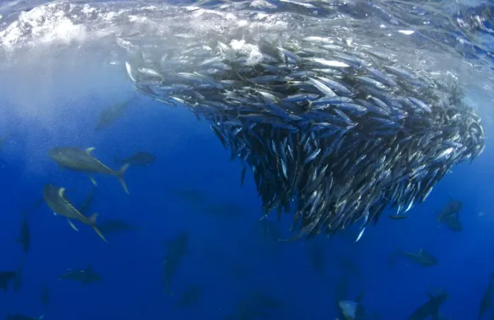 Framed Print : Yellowfin tuna (Thunnus albacares) hunting mackerel (Scomber colias) Tenerife