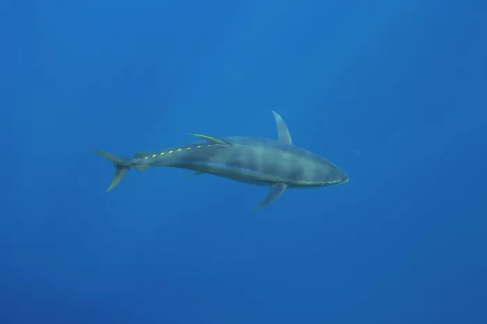 Framed Print : Yellowfin tuna (Thunnus albacares) swimming through open water, Guadalupe Island, Mexico, Pacific Ocean Framed Print : Yellowfin tuna (Thunnus albacares) swimming through open water, Guadalupe Island, Mexico, Pacific Ocean