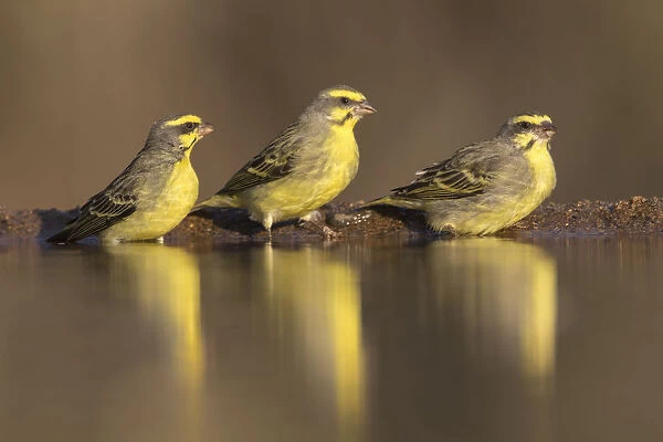 Yellowfronted canaries (Crithagra mozambica) at waterhole, Zimanga Private Game Reserve