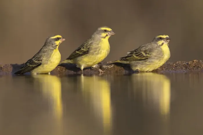 Framed Print : Yellowfronted canaries (Crithagra mozambica) at waterhole, Zimanga Private Game Reserve