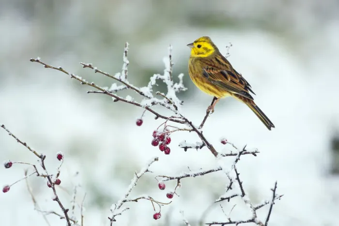 Framed Print : Yellowhammer (Emberiza citinella) in winter hedgerow, Norfolk, England, UK, December Framed Print : Yellowhammer (Emberiza citinella) in winter hedgerow, Norfolk, England, UK, December