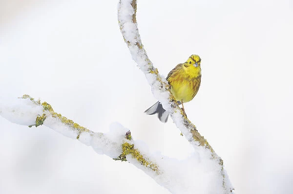 Yellowhammer (Emberiza citrinella) perched on snowy branch. Perthshire, Scotland, February