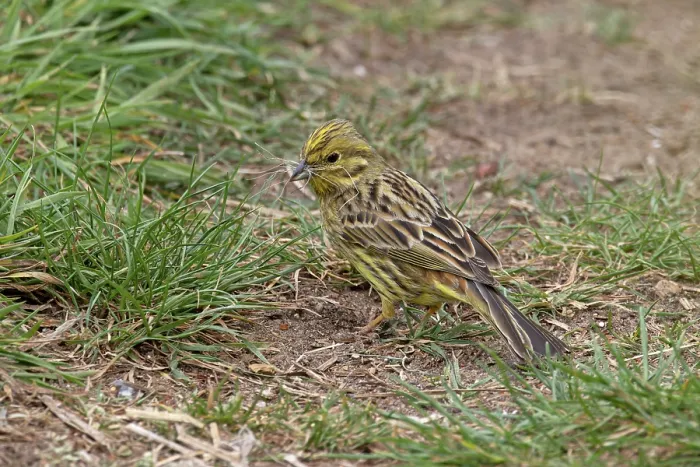 Framed Print : Yellowhammer (Emberiza citrinella), female, gathering dried strands of grass for nest. Maidscross Hill nature reserve, Suffolk, UK. April Framed Print : Yellowhammer (Emberiza citrinella), female, gathering dried strands of grass for nest. Maidscross Hill nature reserve, Suffolk, UK. April