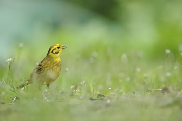 Framed Print : Yellowhammer (Emberiza citrinella) on grass. Perthshire, Scotland, June Framed Print : Yellowhammer (Emberiza citrinella) on grass. Perthshire, Scotland, June