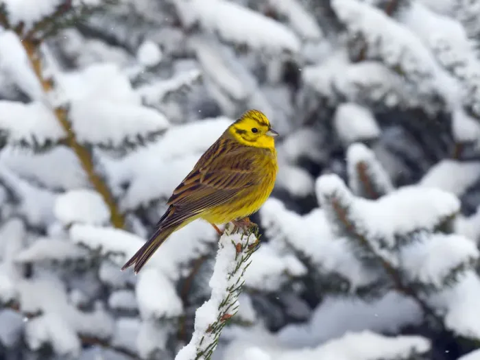 Framed Print : Yellowhammer (Emberiza citrinella) perched in snow covered conifer, Norfolk, England, UK Framed Print : Yellowhammer (Emberiza citrinella) perched in snow covered conifer, Norfolk, England, UK