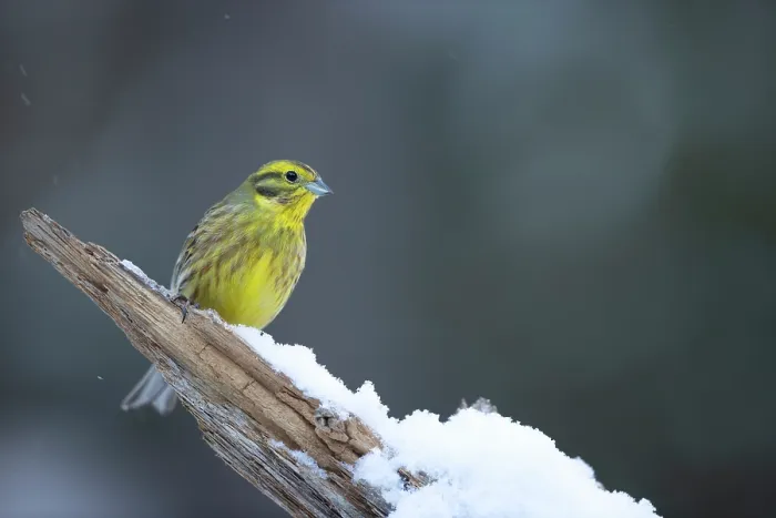 Framed Print : Yellowhammer (Emberiza citrinella) perched on snowy branch, Finland. March Framed Print : Yellowhammer (Emberiza citrinella) perched on snowy branch, Finland. March